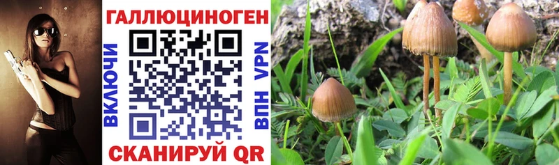 Псилоцибиновые грибы MAGIC MUSHROOMS Бийск